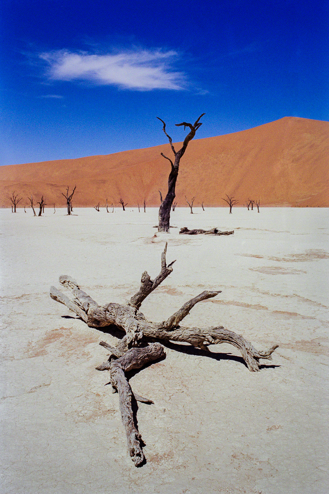 namibia desert scene in deadvlei dead trees in salt pan