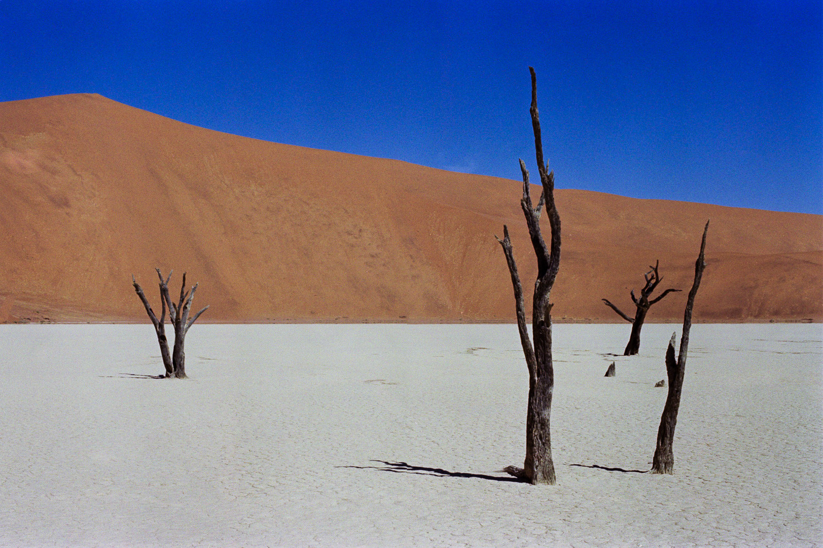 namibia desert scene in deadvlei dead trees in salt pan