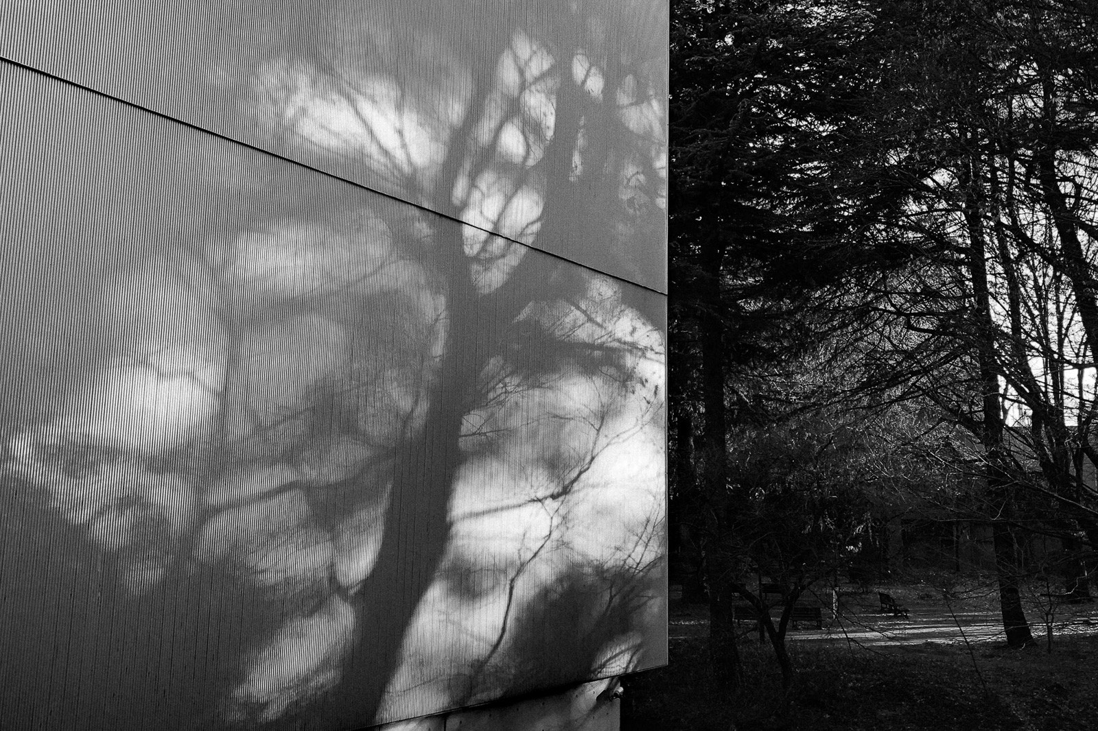tokyo-trees-06.jpg