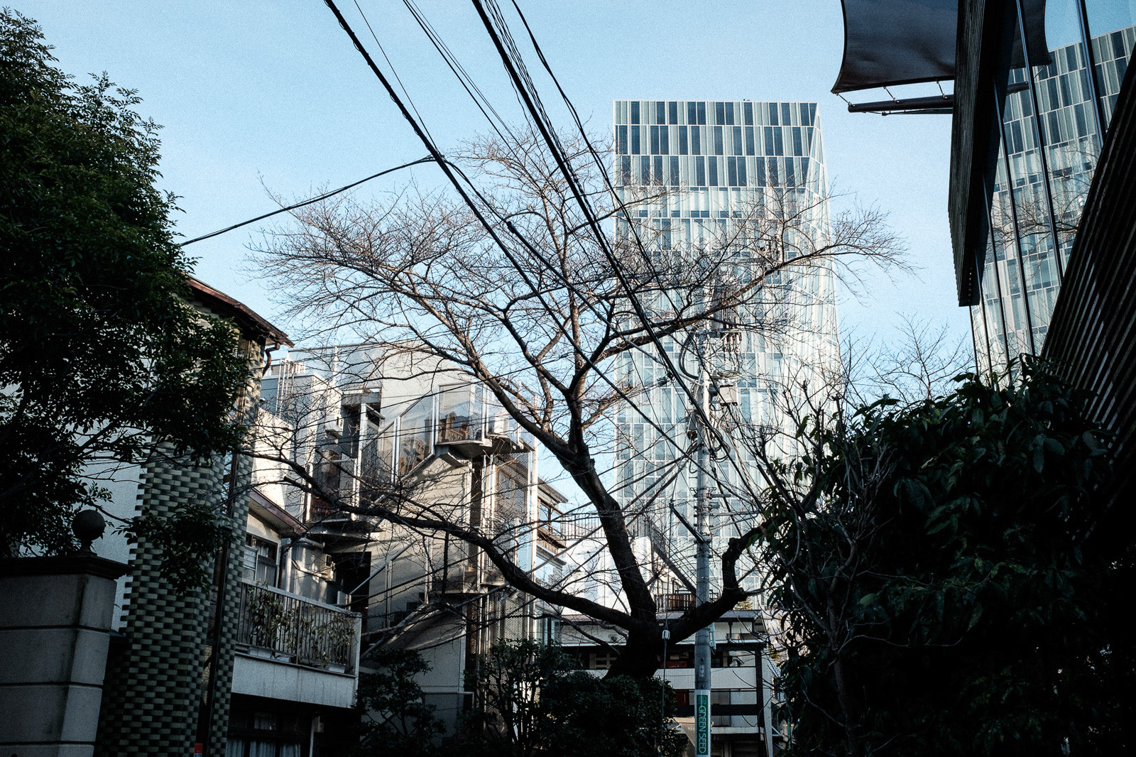 tokyo-trees-11.jpg
