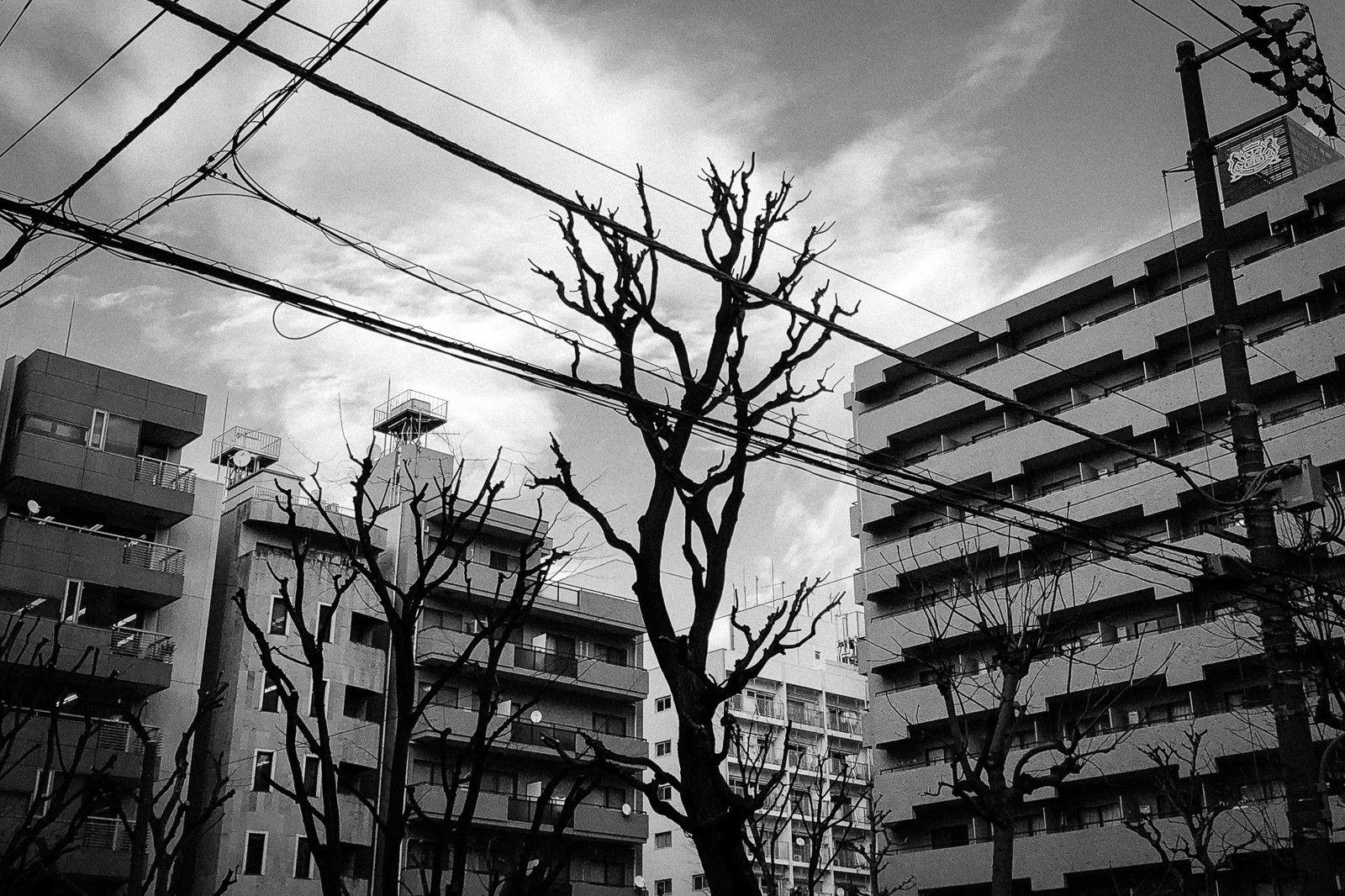 tokyo-trees-02.jpg