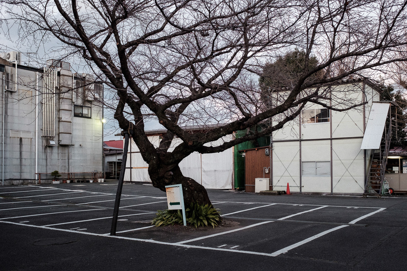 tokyo-trees-12.jpg
