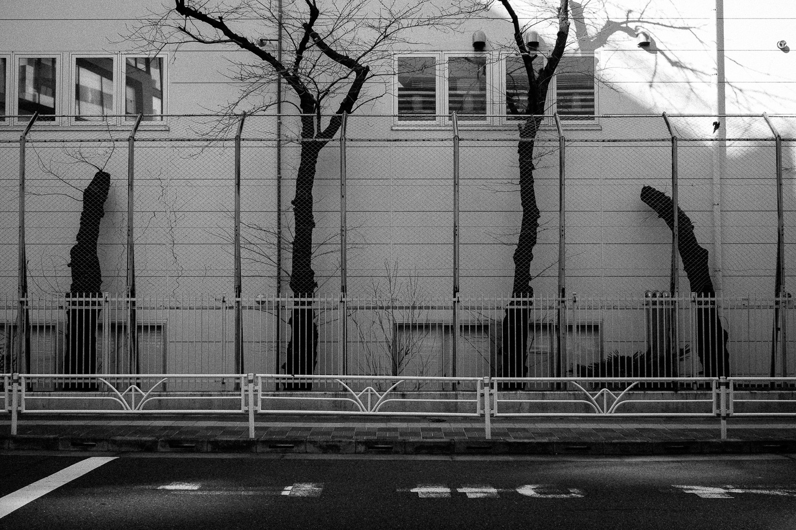 tokyo-trees-08.jpg